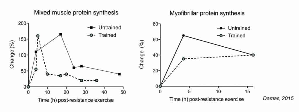 Protein synthesis (muscle growth) only stays at elevated levels for up to 72 hours after a workout.